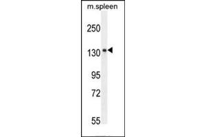 Western blot analysis of KIAA1199 Antibody (C-term) in mouse spleen tissue lysates (35ug/lane). (CEMIP 抗体  (C-Term))