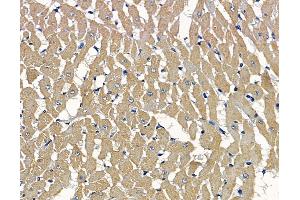 ABIN7097105 and ABIN7101172 at 1/100 staining rat heart tissue by IHC-P. (Chromosome 7 Open Reading Frame 20 (C7orf20) 抗体)