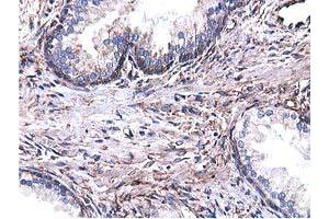 Immunohistochemical staining of paraffin-embedded Human Kidney tissue using anti-CYB5R3 mouse monoclonal antibody.