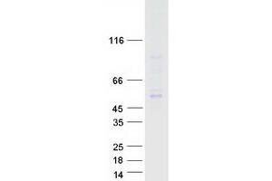 Western Blotting (WB) image for Transcription Factor Dp-1 (TFDP1) (Transcript Variant 1) protein (Myc-DYKDDDDK Tag) (ABIN2733462)