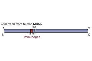 Image no. 2 for anti-Mdm2, p53 E3 Ubiquitin Protein Ligase Homolog (Mouse) (MDM2) (AA 154-167) antibody (ABIN967511) (MDM2 抗体  (AA 154-167))