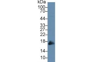 Western Blotting (WB) image for anti-Peroxiredoxin 5 (PRDX5) (AA 49-210) antibody (ABIN7442165)
