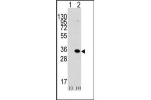 Image no. 1 for anti-Methyl-CpG Binding Domain Protein 3 (MBD3) (C-Term) antibody (ABIN356576) (MBD3 抗体  (C-Term))