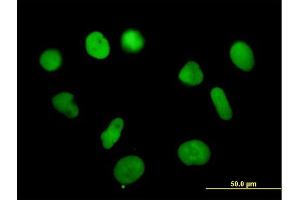 Immunofluorescence of purified MaxPab antibody to RPA3 on HeLa cell. (RPA3 抗体  (AA 1-121))