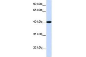 Image no. 1 for anti-General Transcription Factor IIB (GTF2B) (AA 36-85) antibody (ABIN6744416) (GTF2B 抗体  (AA 36-85))