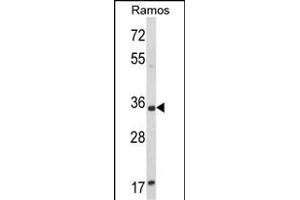 Western blot analysis of ACY3 Antibody (Center) (ABIN652661 and ABIN2842443) in Ramos cell line lysates (35 μg/lane). (Aminoacylase 3 抗体  (AA 66-95))