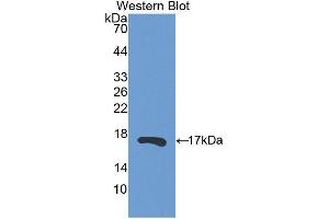 Western Blotting (WB) image for anti-Ribonuclease, RNase A Family, 13 (Non-Active) (RNASE13) (AA 20-156) antibody (ABIN3201883) (RNASE13 抗体  (AA 20-156))