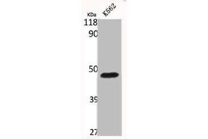 Western Blot analysis of K562 cells using Bag-4 Polyclonal Antibody (BAG4 抗体  (C-Term))