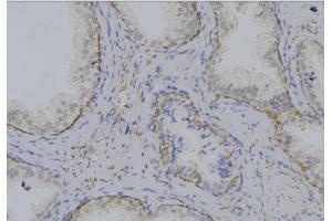 ABIN6269205 at 1/100 staining Mouse testis tissue by IHC-P. (SHC1 抗体)