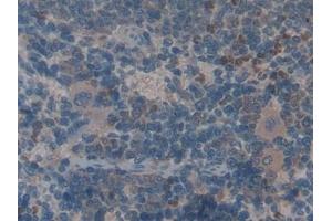 Detection of ANG-3 in Rat Spleen Tissue using Polyclonal Antibody to Angiopoietin-3 (ANG-3) (Angiopoietin 4 抗体  (AA 36-297))