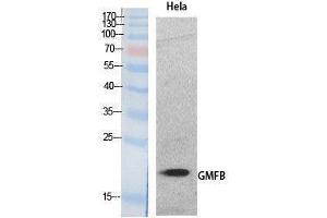 Western Blotting (WB) image for anti-Glia Maturation Factor, beta (GMFB) (Internal Region) antibody (ABIN3181057) (GMFB 抗体  (Internal Region))