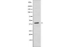 Western blot analysis of extracts from 293 cells, using PTX3 antibody. (PTX3 抗体  (N-Term))