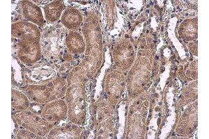 IHC-P Image USP5 antibody [C1C3] detects USP5 protein at cytoplasm on mouse kidney by immunohistochemical analysis. (USP5 抗体)