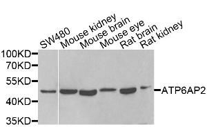 Western blot analysis of extracts of various cell lines, using ATP6AP2 antibody.