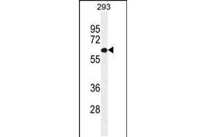Western blot analysis in 293 cell line lysates (35ug/lane). (PATL2 抗体  (AA 168-196))