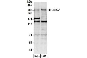 Western Blotting (WB) image for anti-PYD (Pyrin Domain) Containing 1 (PYDC1) (C-Term) antibody (ABIN7449989)