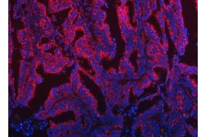 IF analysis of TOM1L1 using anti-TOM1L1 antibody (ABIN7602631). (TOM1L1 抗体  (AA 9-448))