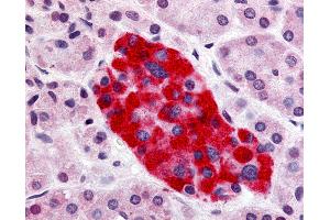 Anti-GPR55 antibody IHC of human pancreas, islet of Langerhans. (GPR55 抗体  (Cytoplasmic Domain))