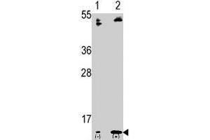 Western blot analysis of FAU polyclonal antibody  in 293 cell line lysates transiently transfected with the FAU gene (2 ug/lane). (FAU 抗体  (C-Term))