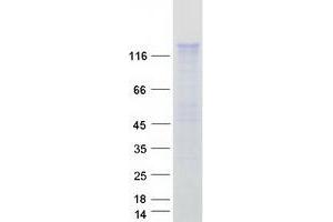 Validation with Western Blot (Calsyntenin 2 Protein (CLSTN2) (Myc-DYKDDDDK Tag))