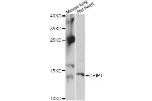 Western blot analysis of extracts of various cell lines, using CRIPT antibody (ABIN6291924) at 1:3000 dilution. (CRIPT 抗体)
