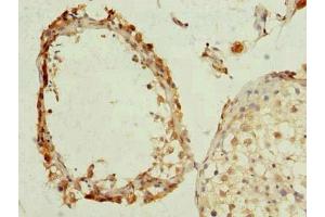 Immunohistochemistry of paraffin-embedded human testis tissue using ABIN7163912 at dilution of 1:100