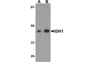 Western blot analysis of IDH1 in HepG2 cell lysate with IDH1 antibody at (A) 1 and (B) 2 μg/ml. (IDH2 抗体  (C-Term))
