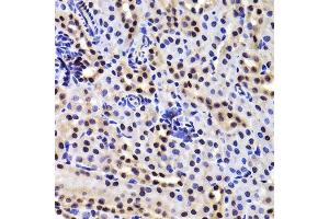 Immunohistochemistry of paraffin-embedded mouse kidney using GABPB1 Antibody. (GABPB1 抗体  (AA 231-395))
