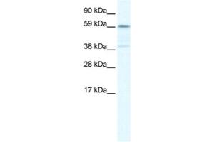 Western Blotting (WB) image for anti-Tripartite Motif Containing 41 (TRIM41) antibody (ABIN2460963) (TRIM41 抗体)