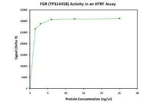 Bioactivity measured with Activity Assay (Fgr Protein (Transcript Variant 1) (Myc-DYKDDDDK Tag))