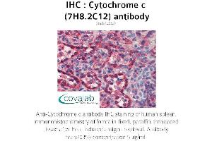 Image no. 2 for anti-Cytochrome C, Somatic (CYCS) antibody (ABIN5693541) (Cytochrome C 抗体)