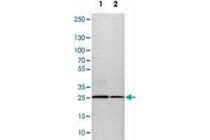 Western blot analysis of cell lysates with CALB2 polyclonal antibody  at 1:250-1:500 dilution. (Calretinin 抗体)