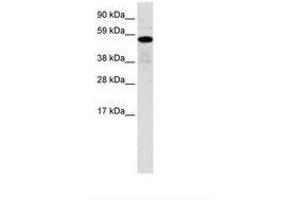 Image no. 1 for anti-Zinc Finger Protein 426 (ZNF426) (AA 70-119) antibody (ABIN6735954) (ZNF426 抗体  (AA 70-119))