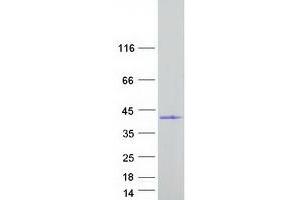 Phosphatidylinositol-Specific Phospholipase C, X Domain Containing 3 (PLCXD3) protein (Myc-DYKDDDDK Tag)