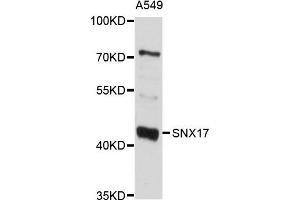 Western blot analysis of extract of A549 cells, using SNX17 antibody. (SNX17 抗体)