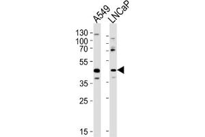 Western Blotting (WB) image for anti-Gametogenetin (GGN) antibody (ABIN3004762) (GGN 抗体)