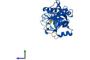 Protein Structure (PS) image for Phytanoyl-CoA 2-Hydroxylase Interacting Protein (PHYHIP) (AA 1-330) protein (His tag) (ABIN7550712)