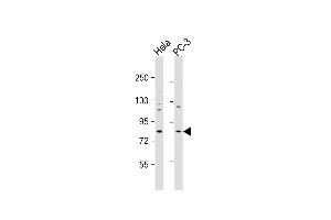 All lanes : Anti-KCTD3 Antibody (C-term) at 1:1000 dilution Lane 1: Hela whole cell lysate Lane 2: PC-3 whole cell lysate Lysates/proteins at 20 μg per lane. (KCTD3 抗体  (C-Term))