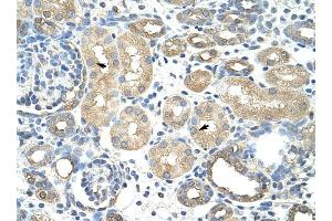 RAVER1 antibody was used for immunohistochemistry at a concentration of 4-8 ug/ml to stain Epithelial cells of renal tubule (arrows) in Human Kidney. (RAVER1 抗体  (N-Term))