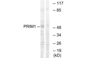 Western Blotting (WB) image for anti-Primase, DNA, Polypeptide 1 (49kDa) (PRIM1) (C-Term) antibody (ABIN1851241) (PRIM1 抗体  (C-Term))