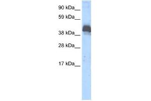 WB Suggested Anti-ZNF297B Antibody Titration:  0. (ZBTB43 抗体  (Middle Region))