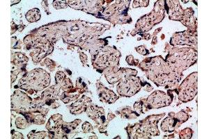 Immunohistochemical analysis of paraffin-embedded Human-placenta, antibody was diluted at 1:100 (FLT4 抗体  (AA 720-760))