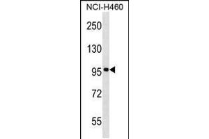 Western blot analysis in NCI-H460 cell line lysates (35ug/lane). (FBXL13 抗体  (C-Term))