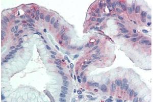 Anti-GLG1 antibody  ABIN960783 IHC staining of human stomach. (GLG1 抗体  (Internal Region))