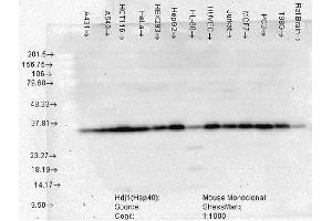 Western Blot analysis of Human Cell lysates showing detection of Hsp40 protein using Mouse Anti-Hsp40 Monoclonal Antibody, Clone 3B9. (DNAJB1 抗体  (HRP))