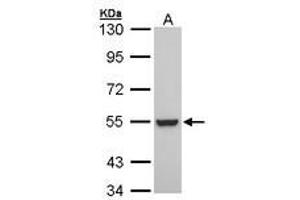 Image no. 1 for anti-Retinoid X Receptor, beta (RXRB) (AA 20-83) antibody (ABIN467472) (Retinoid X Receptor beta 抗体  (AA 20-83))