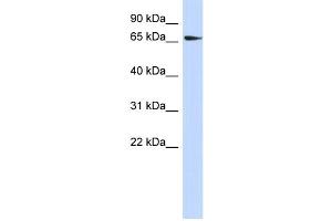 WB Suggested Anti-SRC Antibody Titration:  0. (Src 抗体  (N-Term))
