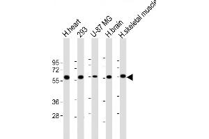 ENTPD2 anticorps  (N-Term)