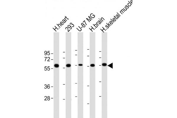 ENTPD2 抗体  (N-Term)