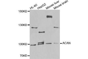 Western blot analysis of extracts of various cell lines, using ACAN antibody (ABIN5996442) at 1/1000 dilution. (Aggrecan 抗体)